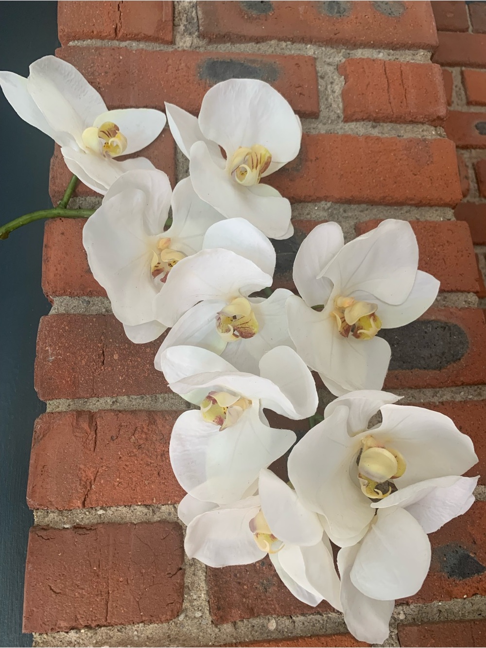 Crate & Barrel Faux Orchid Stem - Picture 2 of 6